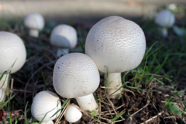 Agaricus bernardii: Městská houba, která vás překvapí!