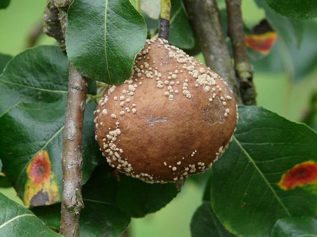 Jak vypadá Gymnosporangium sabinae a co to znamená pro vaše zdraví?