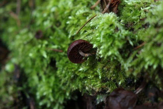 Unikátní chuť a využití houby Stropharia coronilla