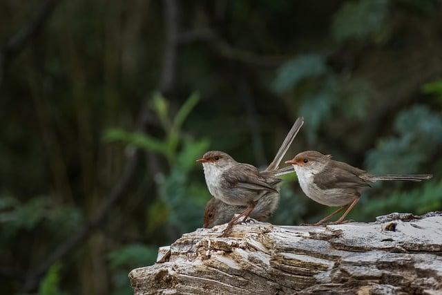 Skvělé recepty s Lyophyllum loricatum