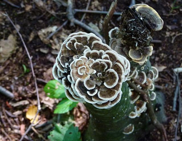 Společné omyly a mýty⁢ spojené⁣ s Polyporus ciliatus