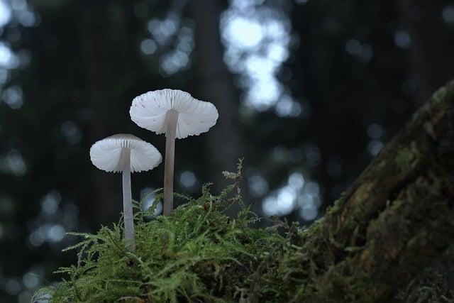 Nejčastější druhy Mycena v našich lesích