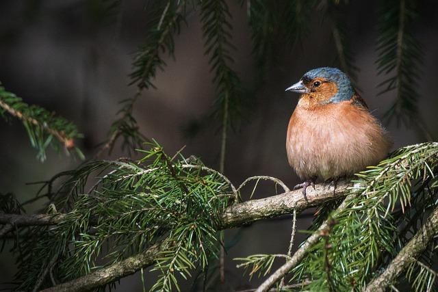 Jaké jsou nejlepší způsoby zachování a ochrany Trametes hirsuta?