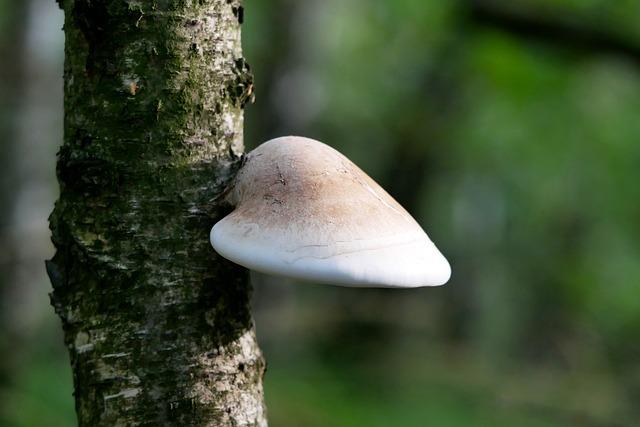 Piptoporus betulinus: Co je to za Houba a jak vám může pomoci