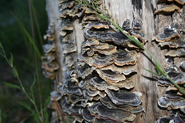 Typické prostředí pro sběr Polyporus