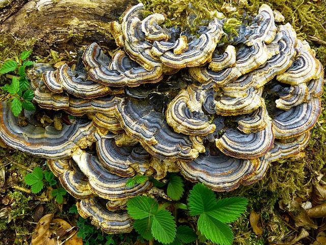 Kde se Trametes hirsuta nejčastěji vyskytuje?