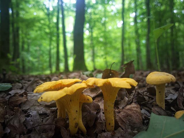 Nejlepší způsoby sběru Cantharellus cinereus