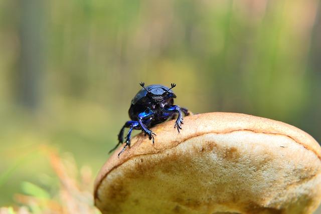 Jaké je vhodné způsoby tepelné úpravy Leccinum scabrum