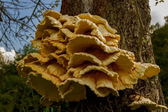 Jak identifikovat žlutou dřevokaznou houbu Laetiporus sulphureus