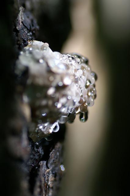 Fomitopsis pinicola: Zjistěte, proč je tato ‍houba považována za zázrak přírody!