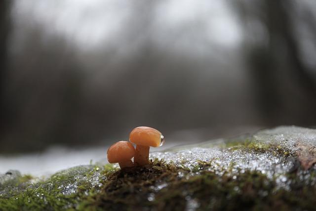 Co je to Flammulina velutipes: Zimní houbačení s jemným zimním plodem