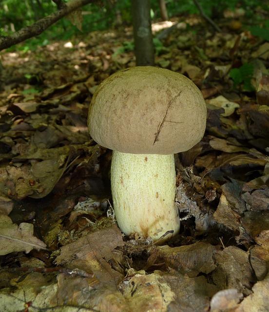 Hemileccinum depilatum: Popis a identifikace