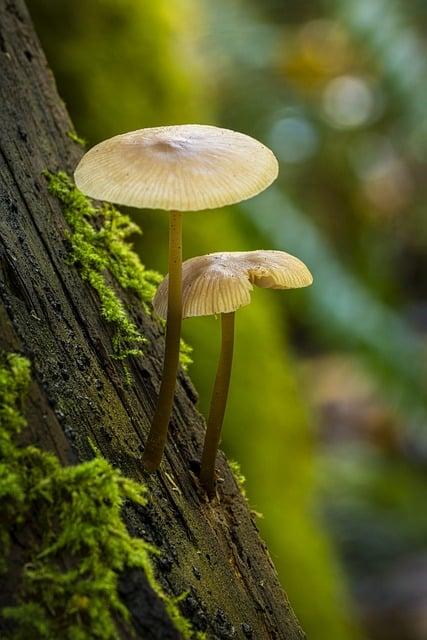 Úvod do světa houby Artomyces pyxidatus