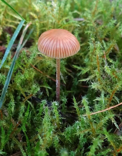 Využití Entoloma clypeatum v kuchyni a léčitelství