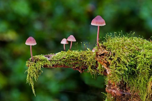 Popis a identifikace houby Russula pseudoromellii