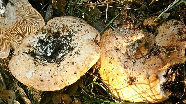 Proc je Lactarius quieticolor nejlepsi houba pro vase zdravi?