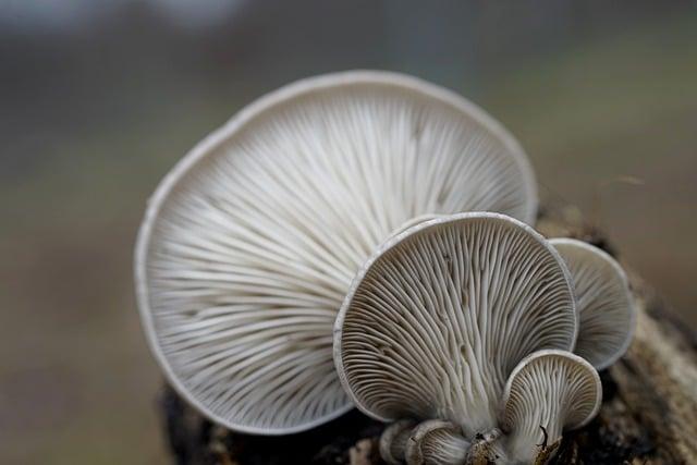 Pleurotus ostreatus: Jak pěstovat 'uchovec' doma?