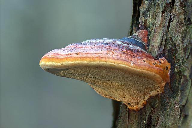 Co je Trametes hirsuta a jak vypadá?