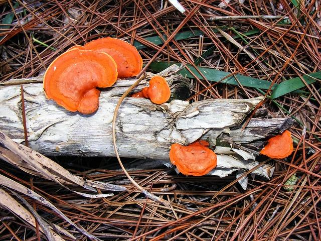 Pycnoporus cinnabarinus: popis Houby s jasně červenou barvou