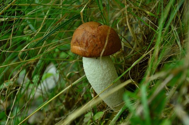 Proč je Leccinum scabrum oblíbenou volbou