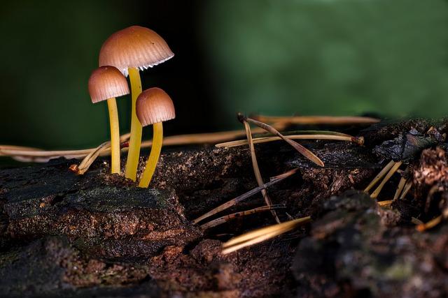 Mycena galericulata: Malé, ale důležité houby lesa!